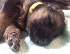 Should I Let My German Shepherd Puppy Sleep in Bed With Me?