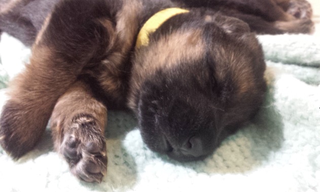 how long do german shepherds sleep at night