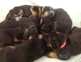 C Litter Update - 16 Days Old