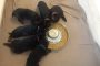 puppy - first meal