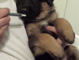 C Litter Update - 43 Days Old