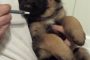 43 day old german shepherd puppy