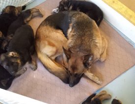 C Litter Update - 44 Days Old