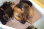 aura and her puppies
