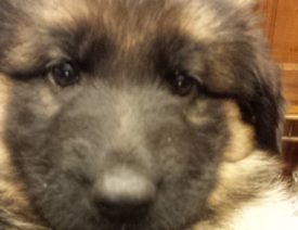 C Litter Update - Purple, 46 days old