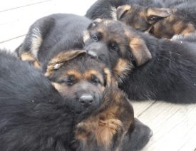 C Litter Update - 47 Days Old