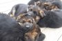 GSD puppies sleeping