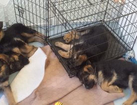 C Litter Update - 50 Days Old