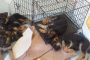 pupies around crate
