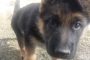 GSD puppy