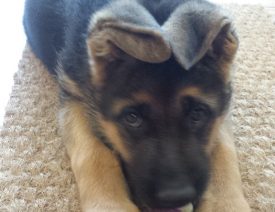 Meet Pink! Pink is available.