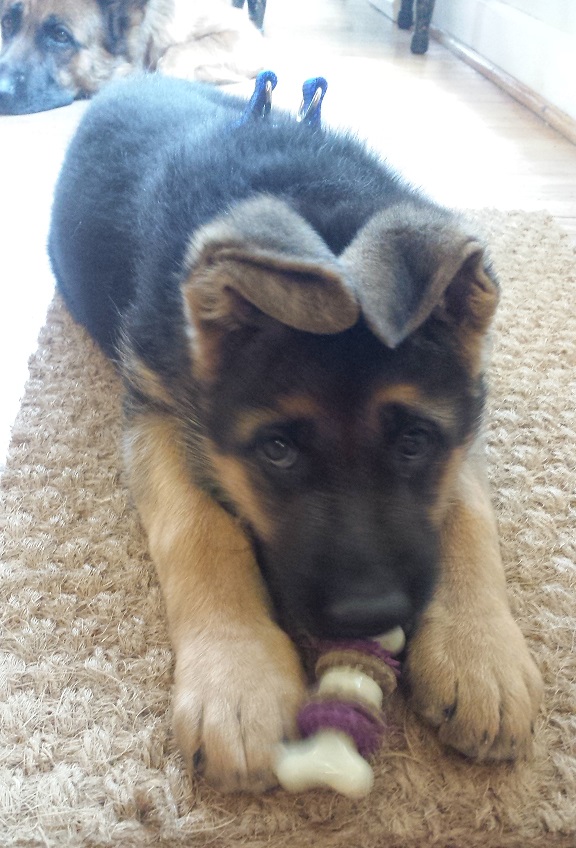 german shepherd puppy biting