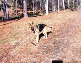 Do German Shepherds Like to Swim?