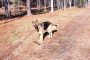Adele, the swimming GSD