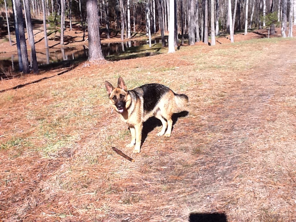 does the german shepherd dog like to swim