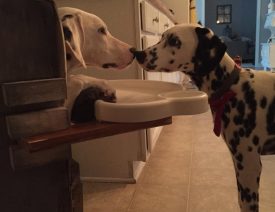 Dalmatians and Megaesophagus