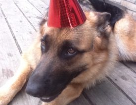 The A Litter Turns 2!