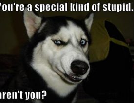 Stupid Things People Say About German Shepherds