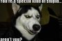 stupid dog meme