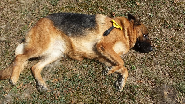 Brushing a hotsell german shepherd