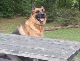 What is National Dog Day?