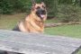 Aura on national dog day