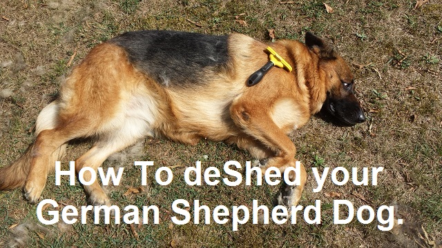 Best Deshedding Tool for German Shepherds