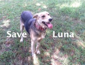 Luna needs a new home or she'll be put to sleep