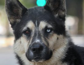 What do you call a Husky and German Shepherd mix?