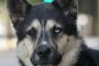 husky shepherd mix