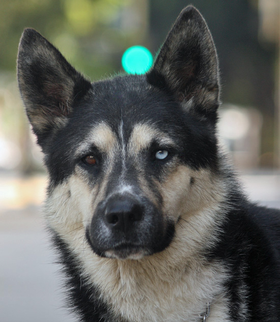 Husky crossed with hot sale a german shepherd