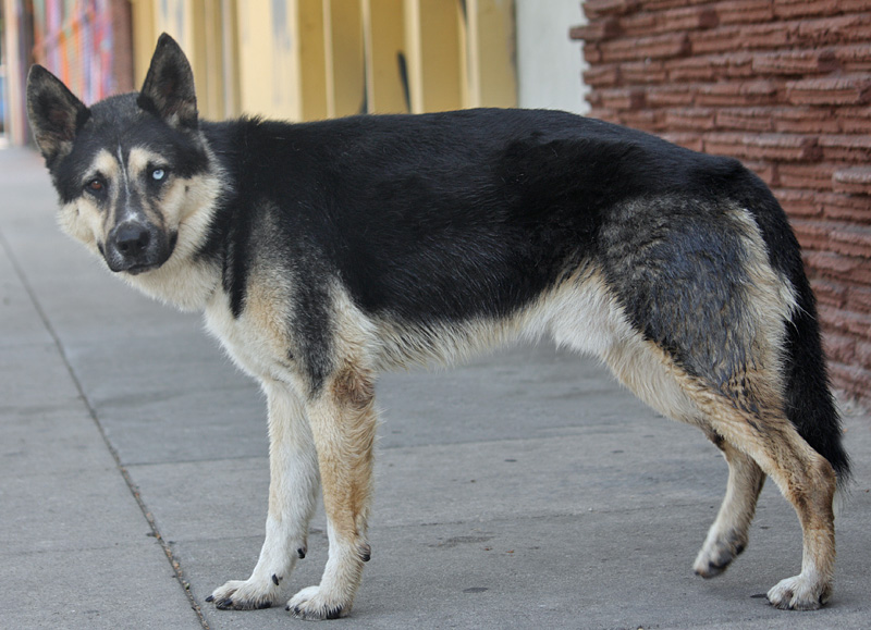 Full grown husky 2024 german shepherd mix