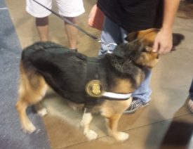 North Carolina State Fair Police K9 German Shepherd