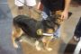K9 shepherd