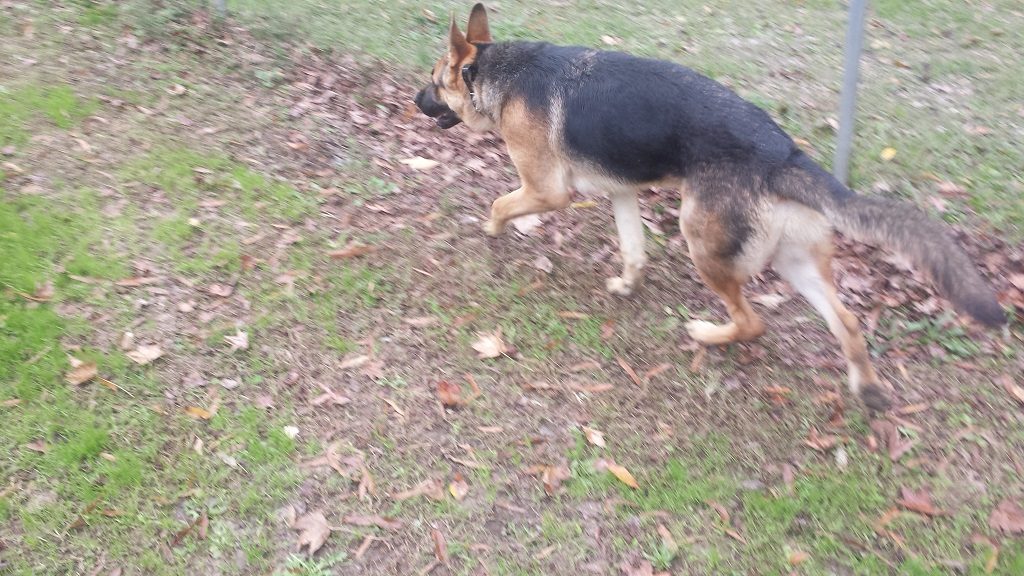 german shepherd Schaffer