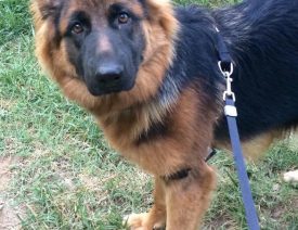 Happy Birthday to the HektorHaus C Litter!