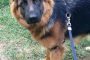 gretel the GSD