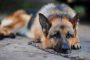 tethered GSD