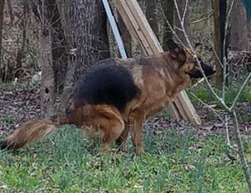 Do Dogs Face North to Poop?