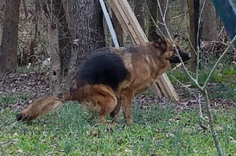 how many times does a german shepherd poop