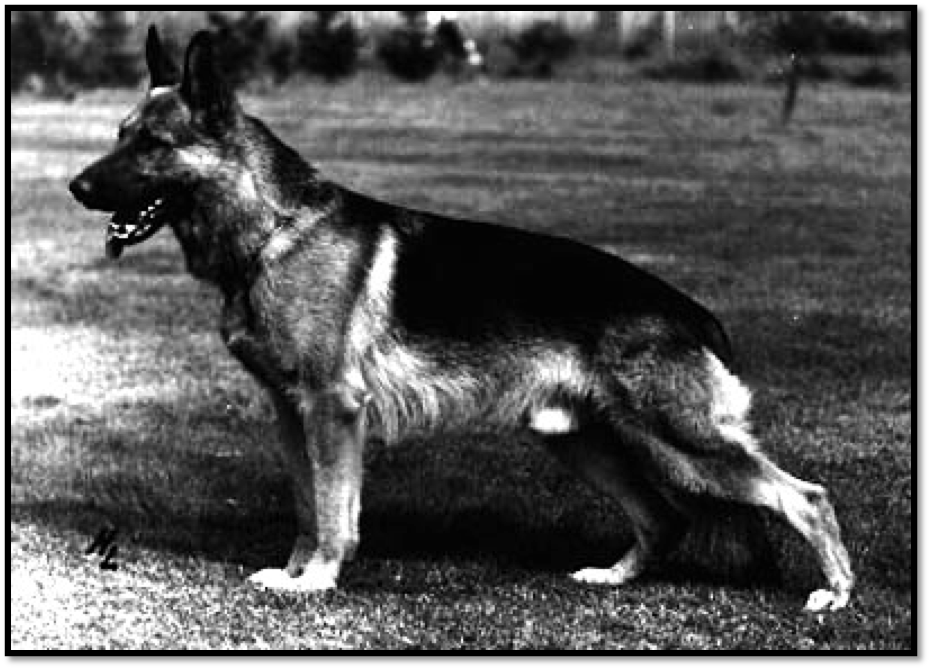 Straight back german store shepherd