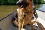 German Shepherd Canoe