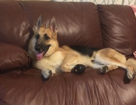 German Shepherd "Haus" Saves Girl From Rattlesnake