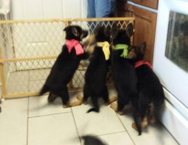 2017 German Shepherd Puppies Available in North Carolina!