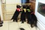 2017 German Shepherd Puppies Available in North Carolina!