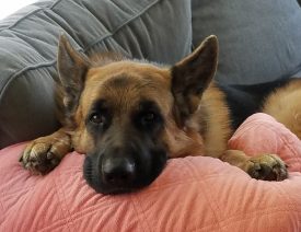 German Shepherds 2nd Most Popular Breed of USA in 2017