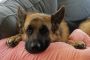 German Shepherds 2nd Most Popular Breed of USA in 2017
