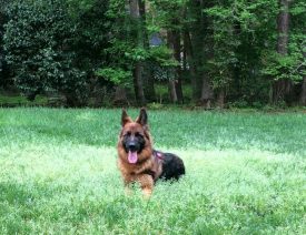 HektorHaus.com Will Soon Become AllAboutShepherds.com