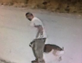 German Shepherd Stolen in Colbert Washington