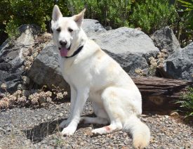 Coastal German Shepherd Rescue Encourages Adoption And Volunteering